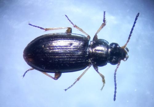 Bembidion ambiguum
